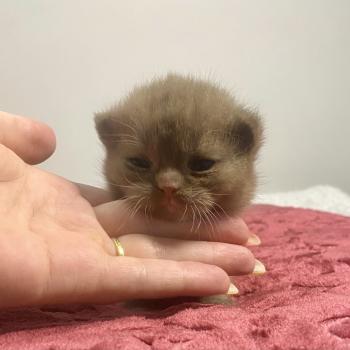 chaton British Shorthair chocolate locket Béor Chatterie des 7'N Rock
