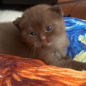 chaton British Shorthair chocolate locket Béor Chatterie des 7'N Rock