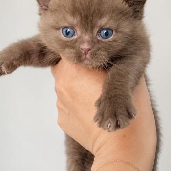 chaton British Shorthair chocolate locket Béor Chatterie des 7'N Rock