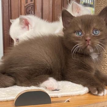 chaton British Shorthair chocolate locket Béor Chatterie des 7'N Rock