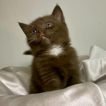 chaton British Shorthair chocolate locket Béor Chatterie des 7'N Rock