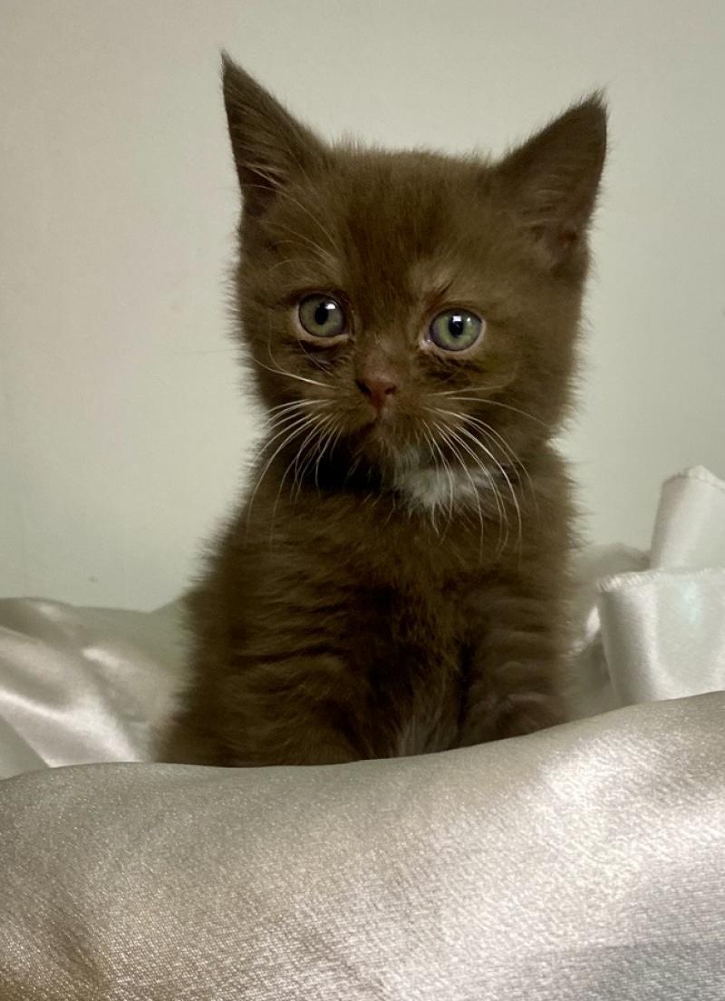 Béor des 7'N Rock Mâle British Shorthair