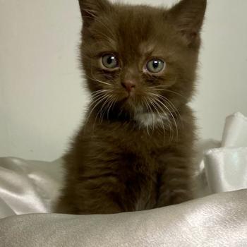 chaton British Shorthair chocolate locket Béor Chatterie des 7'N Rock