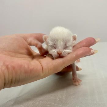 chaton British Shorthair cream Chatterie des 7'N Rock