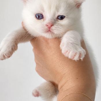 chaton British Shorthair lilac point Bluéka Chatterie des 7'N Rock