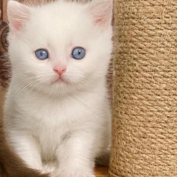 chaton British Shorthair lilac point Bluéka Chatterie des 7'N Rock