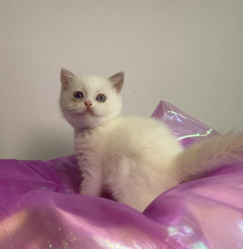 Bluéka des 7'N Rock Femelle British Shorthair
