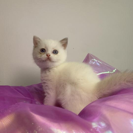 Bluéka des 7'N Rock Femelle British Shorthair