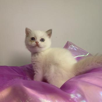 chaton British Shorthair lilac point Bluéka Chatterie des 7'N Rock