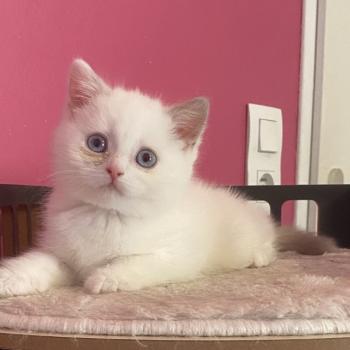 chaton British Shorthair lilac point Bluéka Chatterie des 7'N Rock