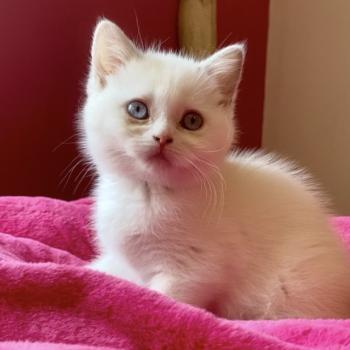 chaton British Shorthair lilac point Bluéka Chatterie des 7'N Rock