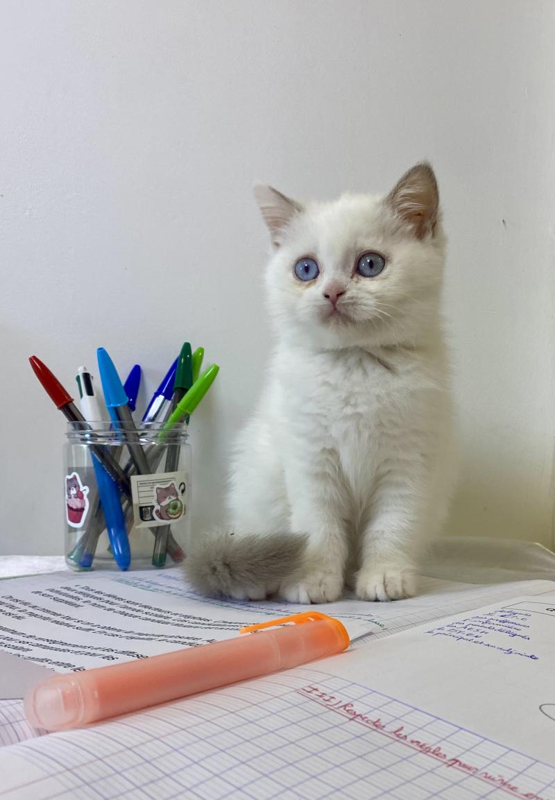 Bluéka des 7'N Rock Femelle British Shorthair