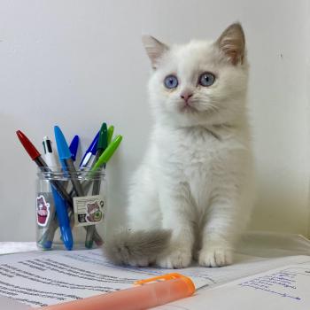 chaton British Shorthair lilac point Bluéka Chatterie des 7'N Rock