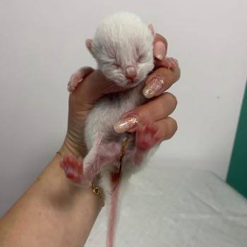 chaton British Shorthair cream Chatterie des 7'N Rock