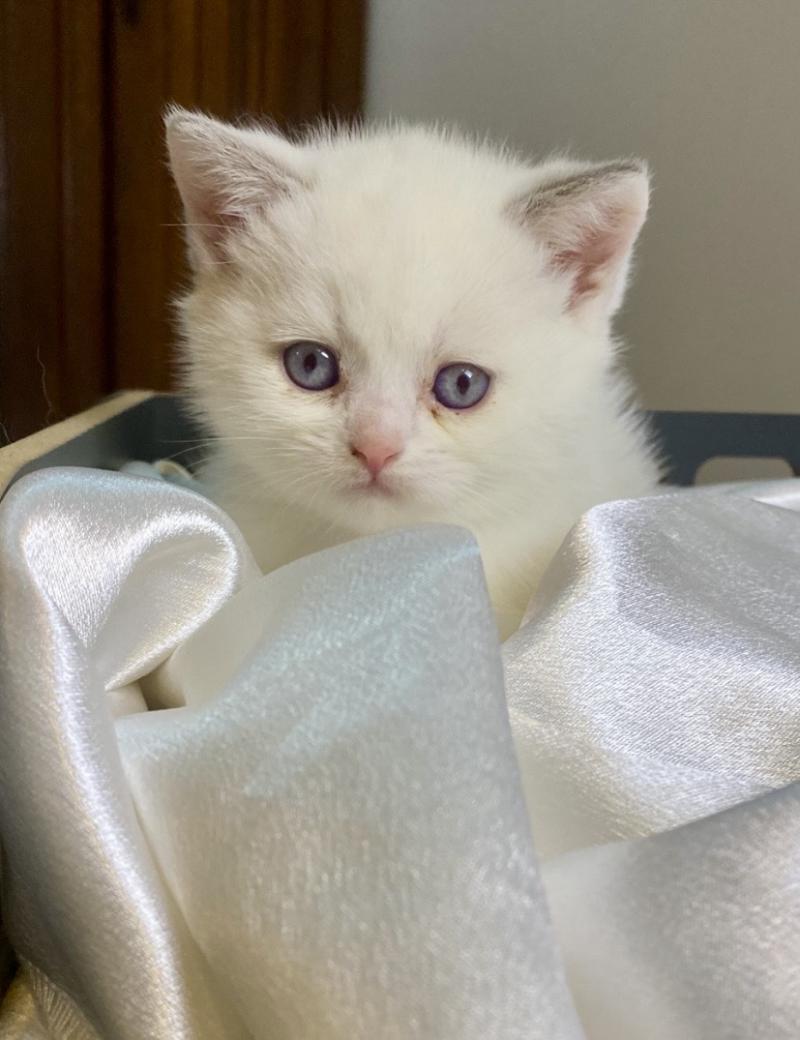 Bewley des 7'N Rock Mâle British Shorthair