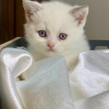 chaton British Shorthair lilac point Bewley Chatterie des 7'N Rock