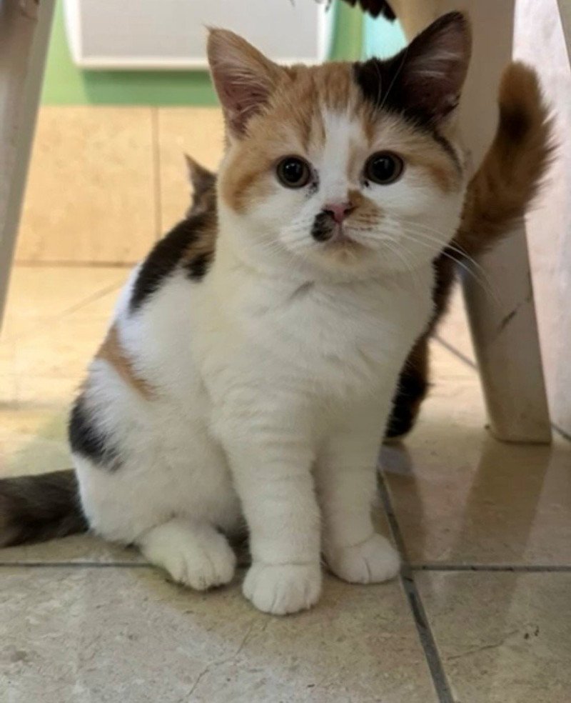 ARMONY Femelle British Shorthair