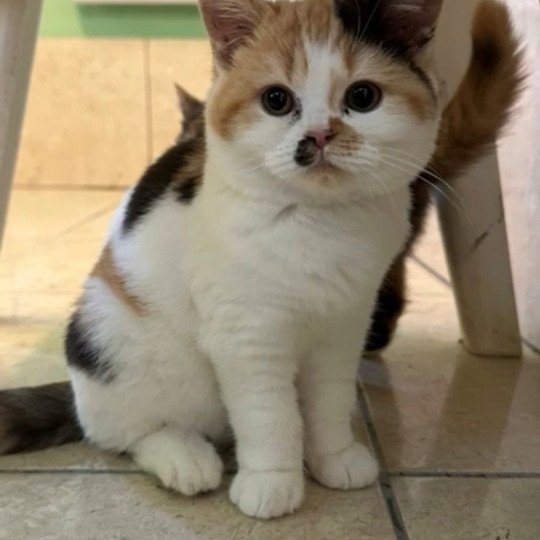 ARMONY Femelle British Shorthair