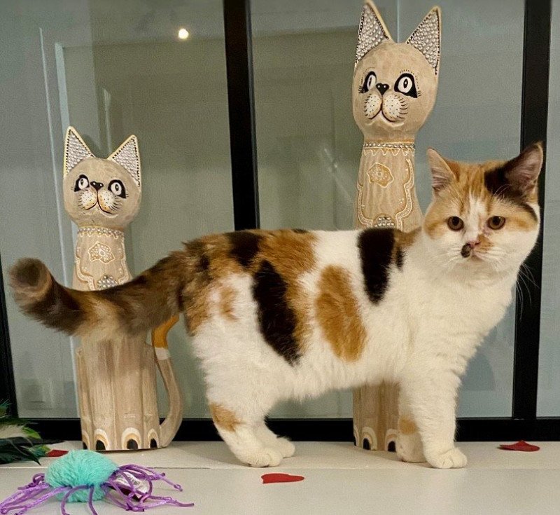 ARMONY DU MAS ENSOLEILLE Femelle British Shorthair