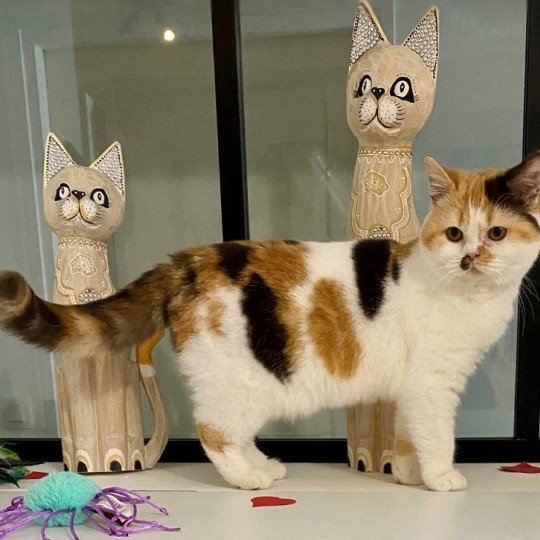 ARMONY DU MAS ENSOLEILLE Femelle British Shorthair