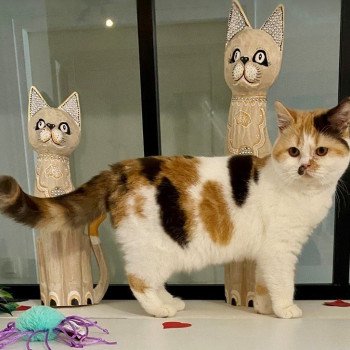 chat British Shorthair chocolate tortie bicolor ARMONY Chatterie des 7'N Rock