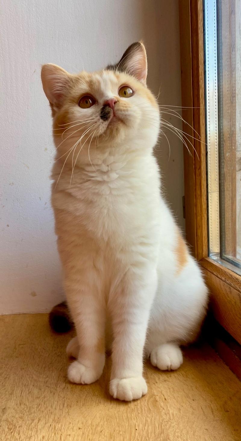 ARMONY DU MAS ENSOLEILLE Femelle British Shorthair