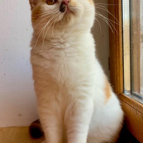 ARMONY DU MAS ENSOLEILLE Femelle British Shorthair