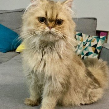 chat British Longhair charcoal golden shaded YODA Chatterie des 7'N Rock