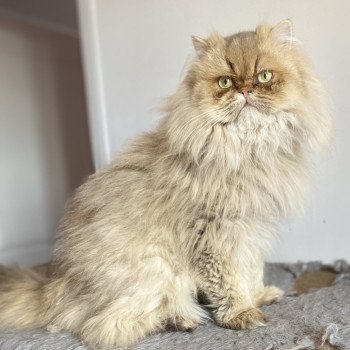 chat British Longhair chocolate golden shaded YODA Chatterie des 7'N Rock