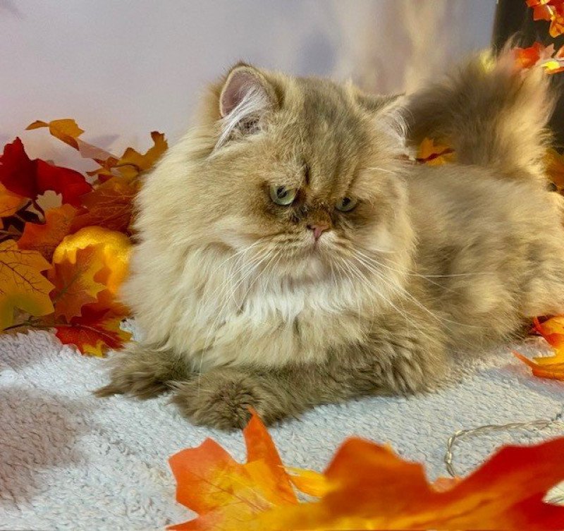 YODA Mâle British Longhair