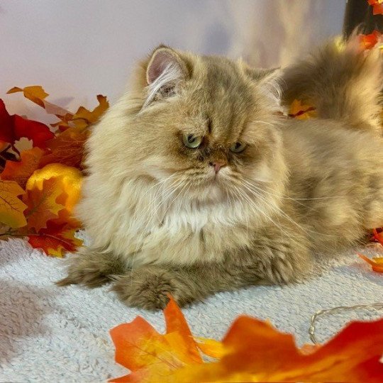 YODA Mâle British Longhair