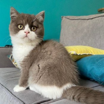 chat British Shorthair chocolate bicolor A  milky way Chatterie des 7'N Rock