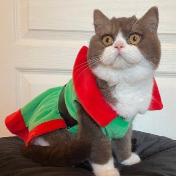 chat British Shorthair chocolate bicolor A  milky way Chatterie des 7'N Rock