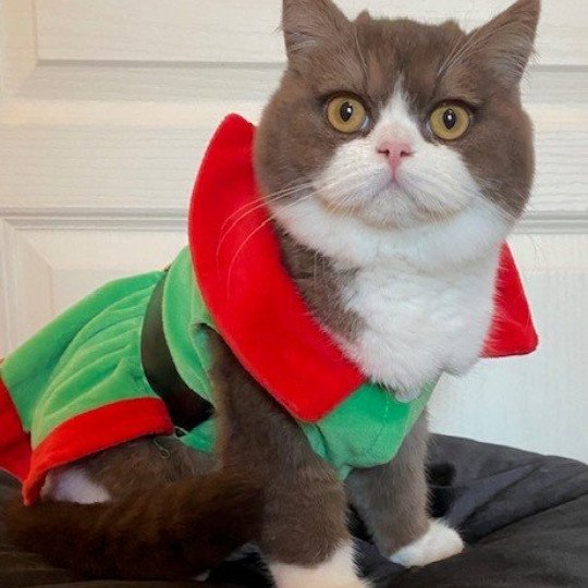 A  milky way Femelle British Shorthair