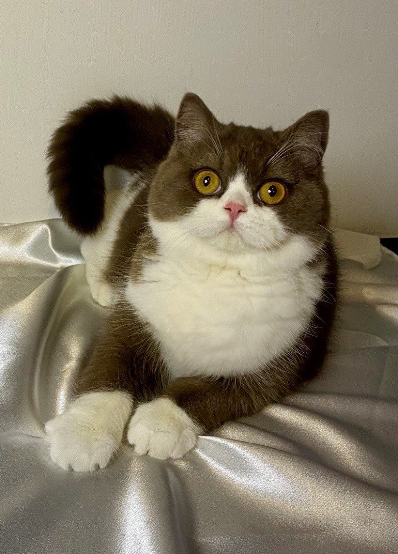 A Milky Way Femelle British Shorthair