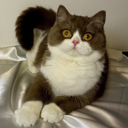 A Milky Way Femelle British Shorthair