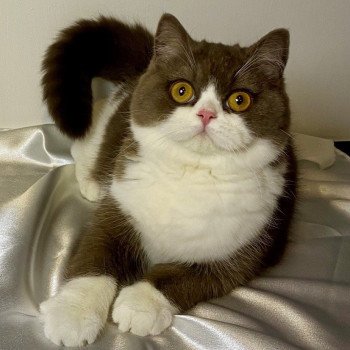 chat British Shorthair chocolate bicolor A  milky way Chatterie des 7'N Rock
