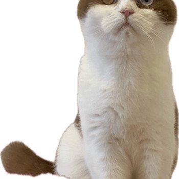 chat British Shorthair cinnamon bicolor ASHTAG Chatterie des 7'N Rock