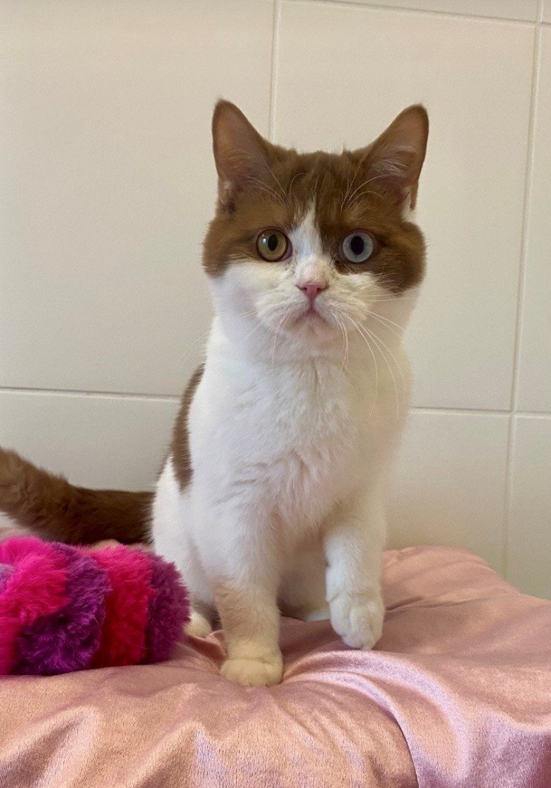 ASHTAG Mâle British Shorthair