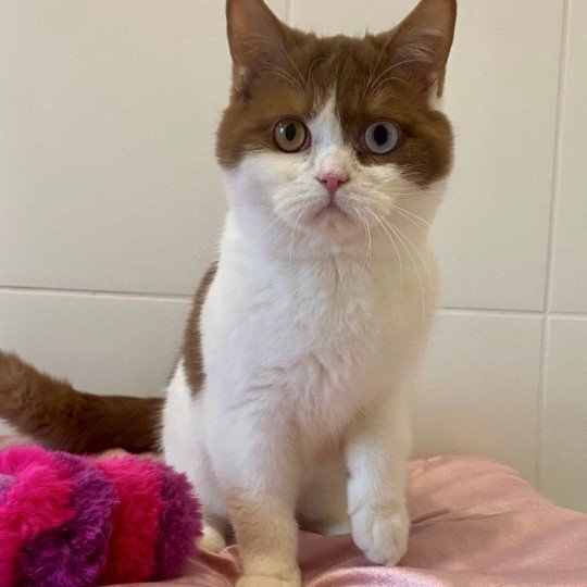 ASHTAG Mâle British Shorthair