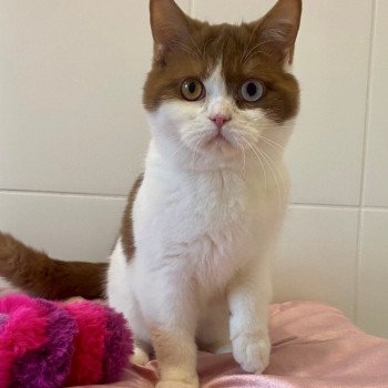 chat British Shorthair cinnamon bicolor ASHTAG Chatterie des 7'N Rock