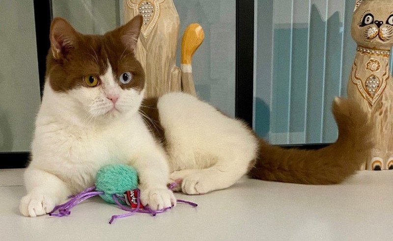 ASHTAG Mâle British Shorthair