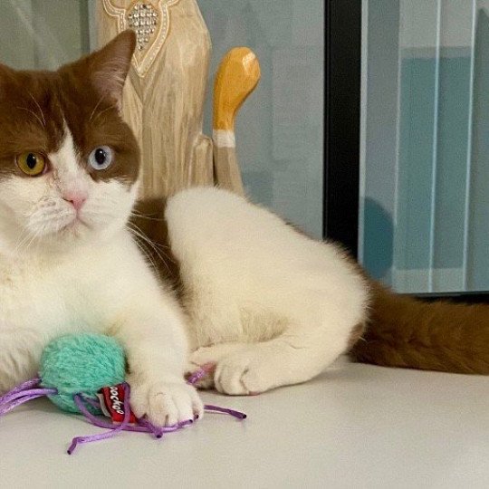 ASHTAG Mâle British Shorthair