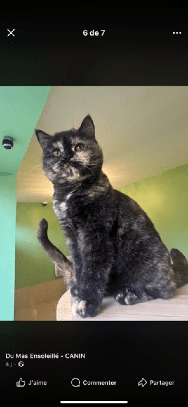 ATHENA Femelle British Shorthair