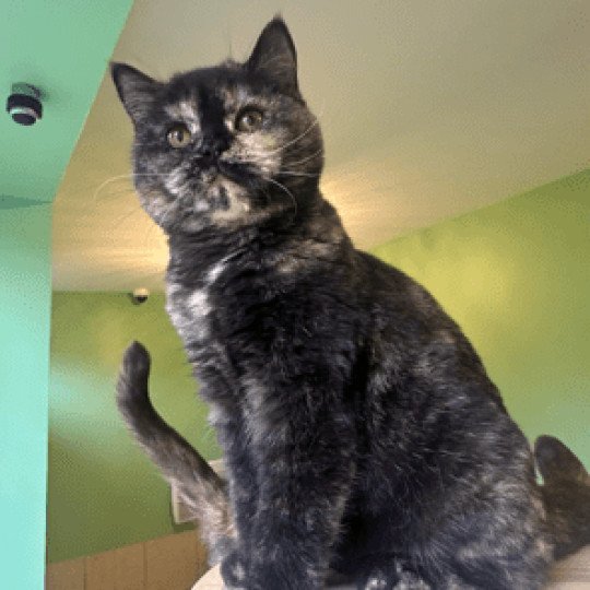 ATHENA Femelle British Shorthair