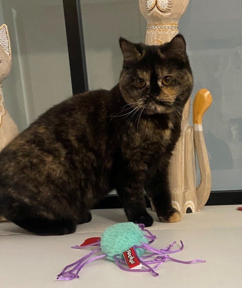 ATHENA DU MAS ENSOLEILLE Femelle British Shorthair