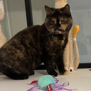 chat British Shorthair black tortie ATHENA Chatterie des 7'N Rock