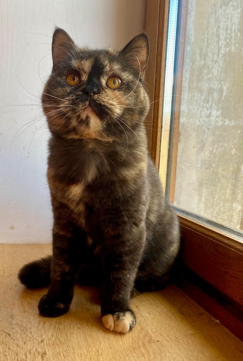 ATHENA DU MAS ENSOLEILLE Femelle British Shorthair