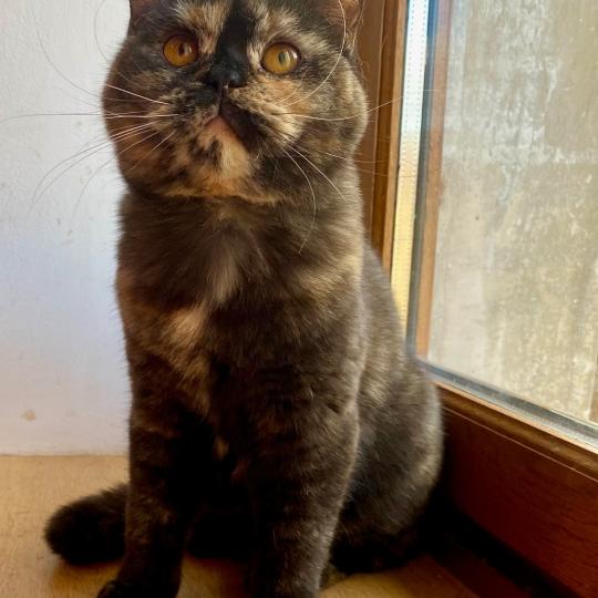 ATHENA DU MAS ENSOLEILLE Femelle British Shorthair