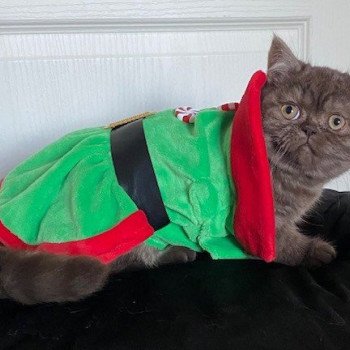 chat British Shorthair chocolate smoke AYVIDENCE Chatterie des 7'N Rock